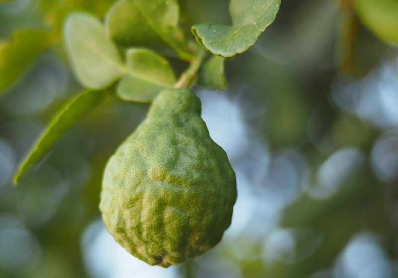 acidos-aromaticos